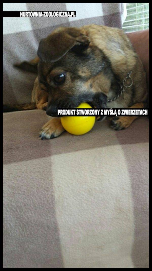 Sklep zoologiczny - uśmiechnięta piłka do zabawy z psem