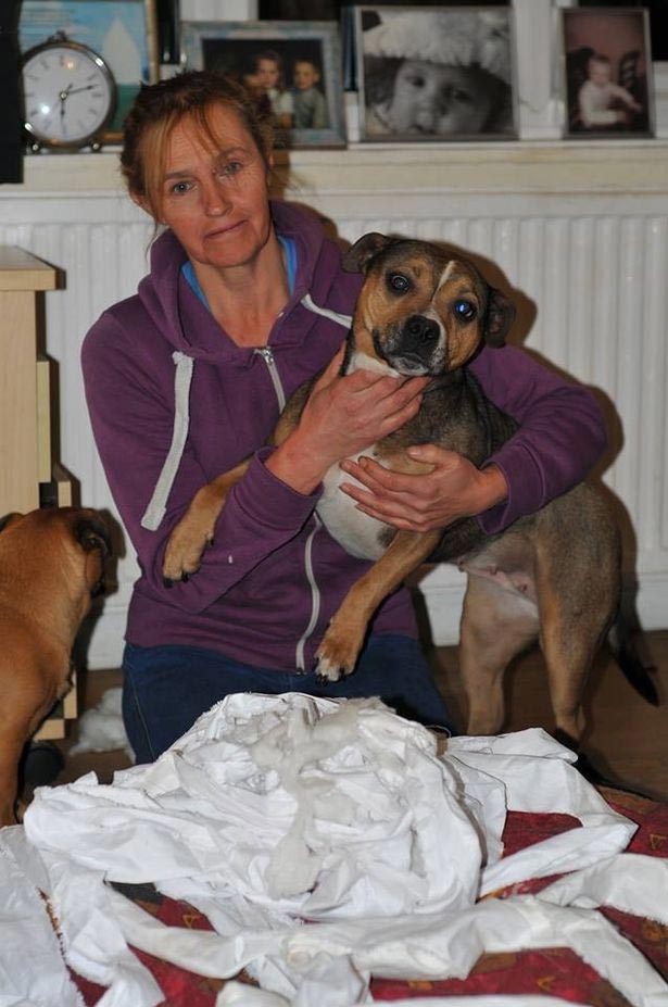  Trish Kenyon with mum dog Pip and the stuffing that killed Bonnie (Photo: MEN Media) 