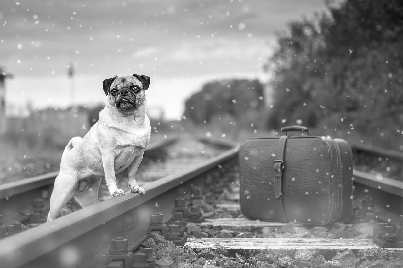 Podróżuj z pupilem! Sprawdź, czy Twój pies może towarzyszyć Ci w podróży koleją i jakie są zasady przewozu zwierząt. Mops na torach kolejowych