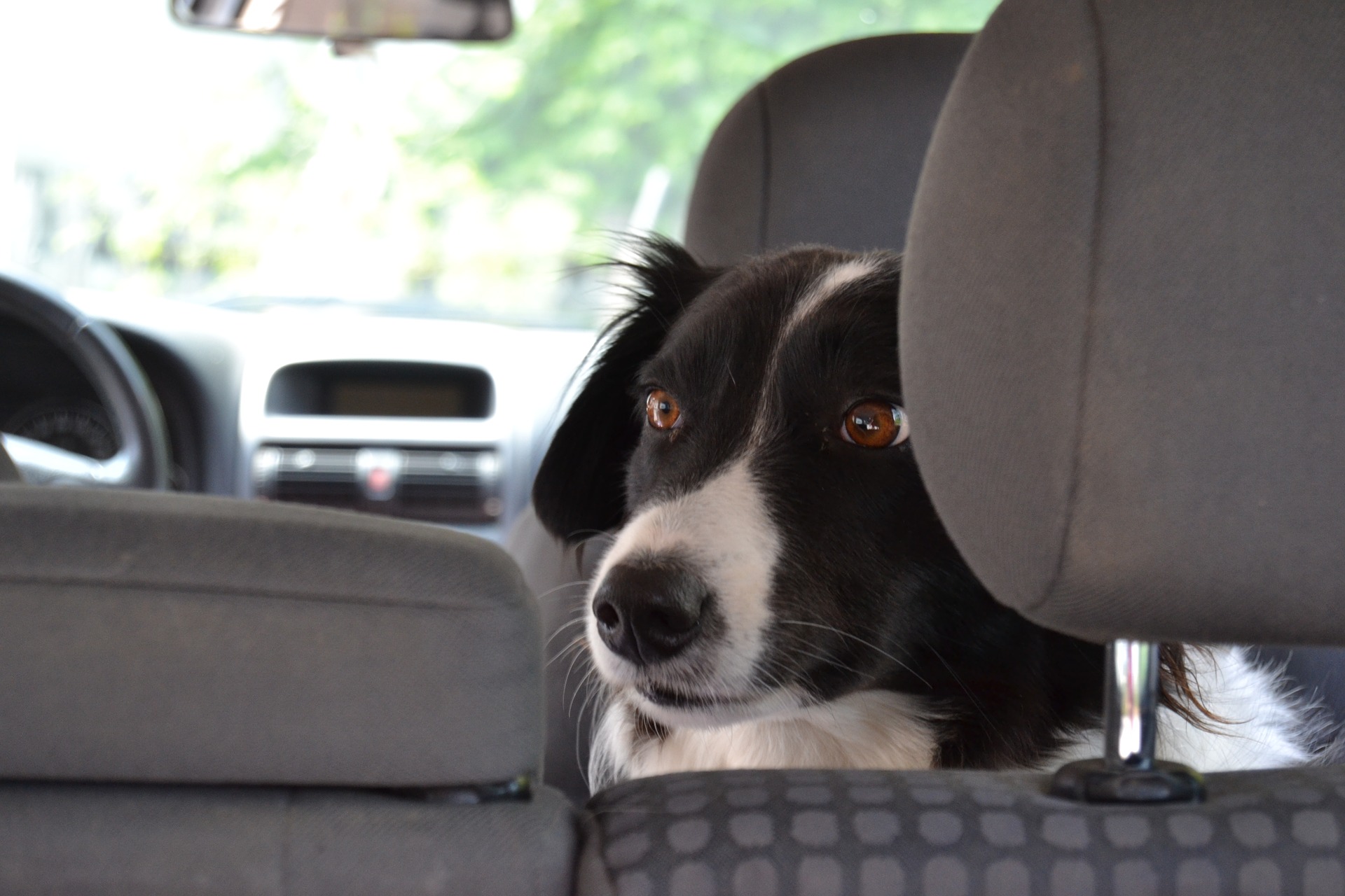 Zaplanuj bezpieczną podróż z psem korzystając z naszych wskazówek. Komfort i bezpieczeństwo dla Ciebie i Twojego pupila na drodze. Pies na tylnej kanapie w samochodzie