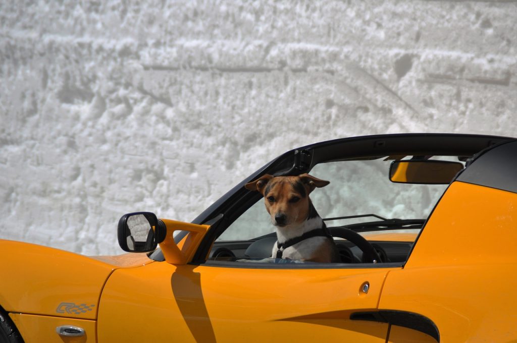 Pies w samochodzie w szelkach