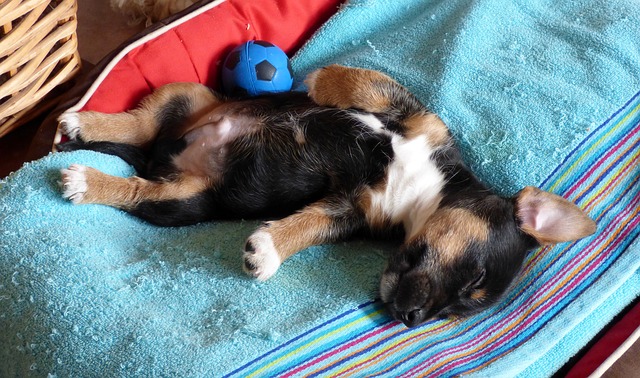 Zrozumienie zachowań psa: Dlaczego Twój pies śpi na plecach i co to może oznaczać. Pies śpiący na plecach z piłką