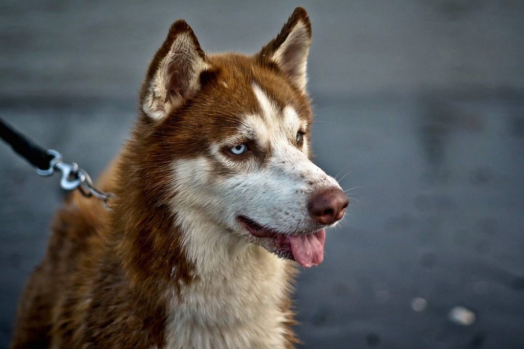 Brązowy pies gatunku Husky