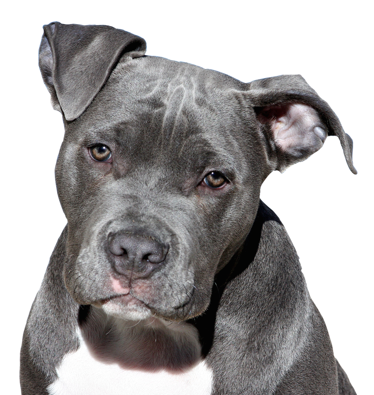 Dorosły pies gatunku Pitbull terrier