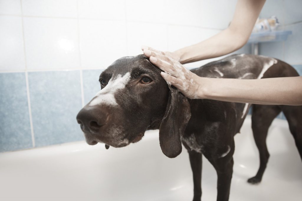 Pies podczas kąpieli