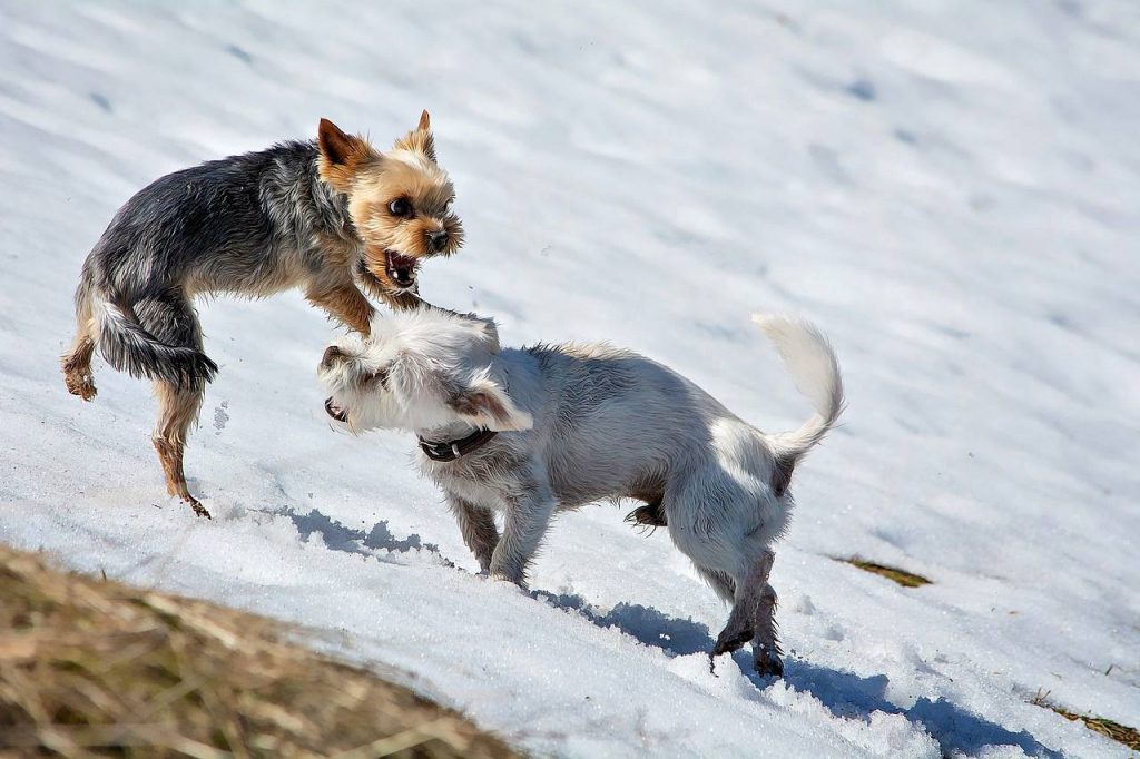 Walka małych psów Yorkshire terrierów
