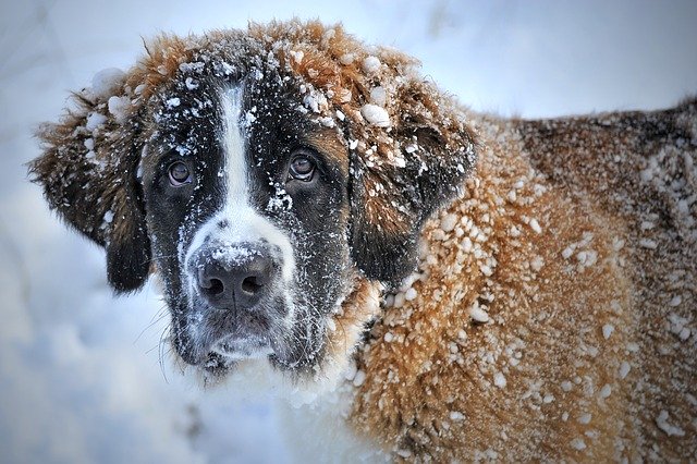 Bernardyn w śniegu na dworze
