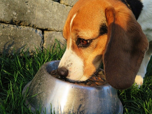 beagle jedzący karmę