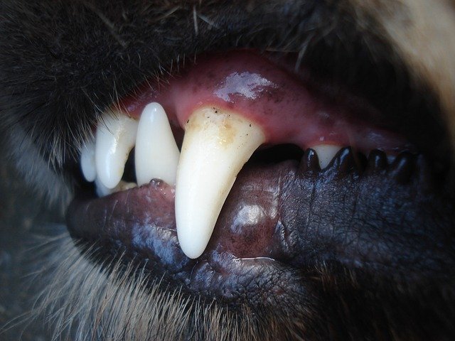 psie zęby