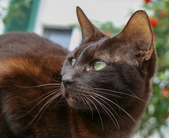 Kot syjamski brązowy