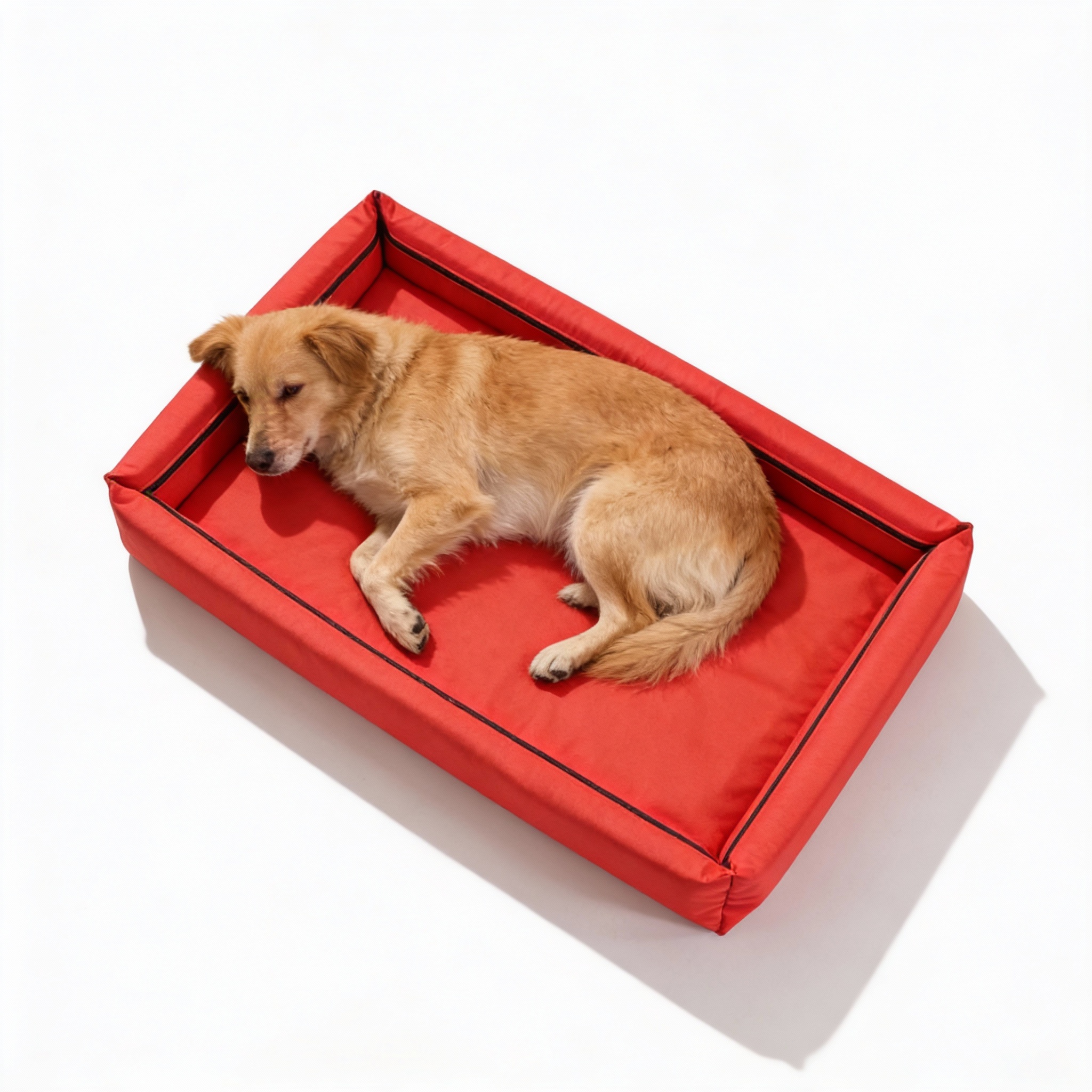 Szczęśliwy pies siedzący na wytrzymałym legowisku model Wenus czerwonym