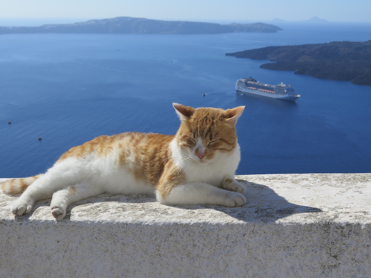 Koty na Wodzie: Nieocenieni Towarzysze Żeglarzy w Morzu Historii