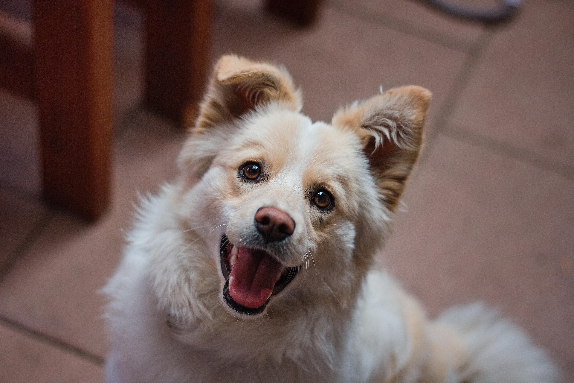 Pies machający ogonem i komunikujący się za pomocą mowy ciała. Canine