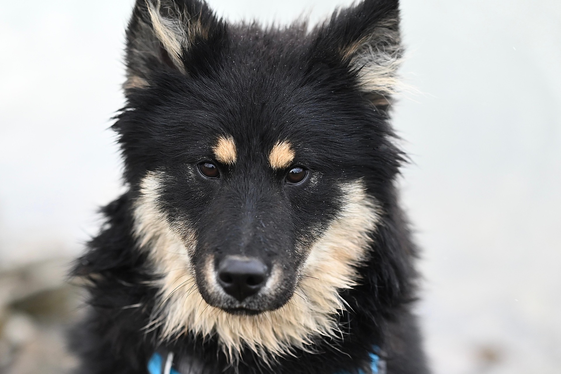Pies skulony pod stołem podczas burzy. Eurasier Dog