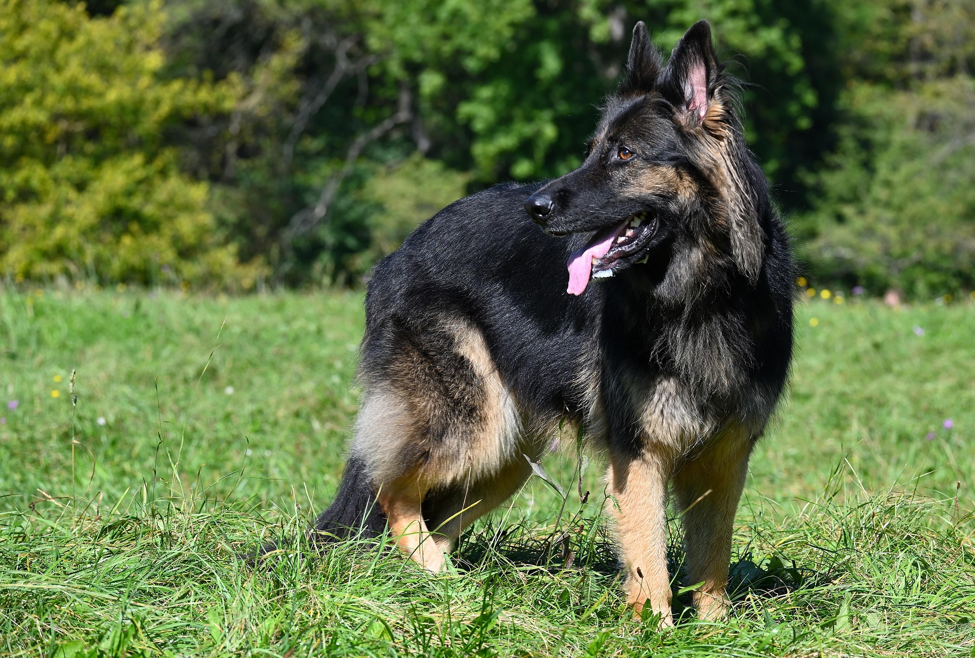 Pies leżący smutno na podłodze. Shepherd na dworze