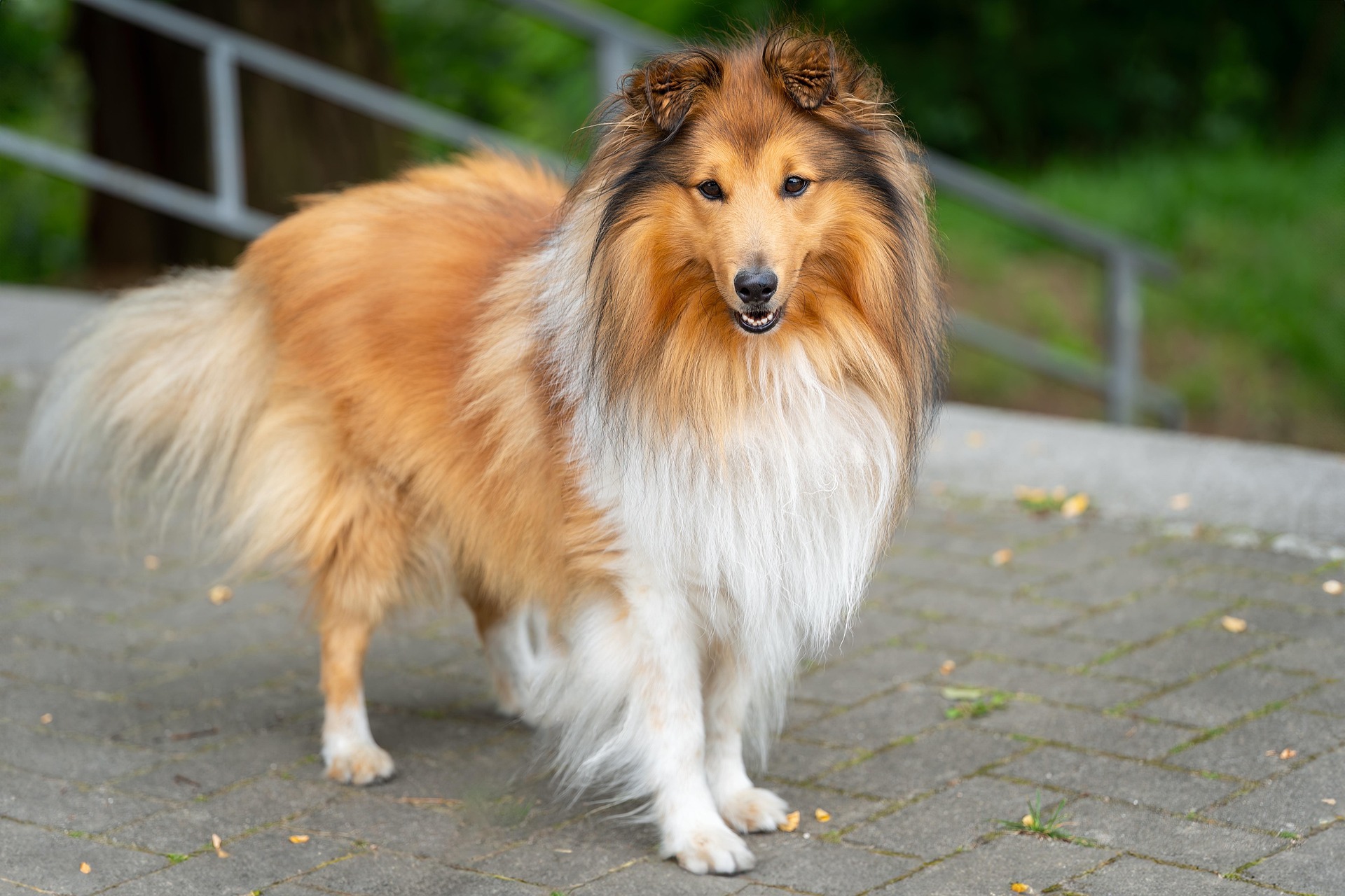 Szczeniak bawiący się zabawką. Shetland Sheepdog